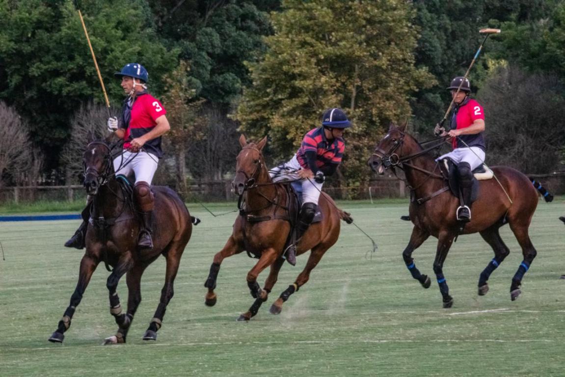 Ashton Polo pony Sale1 1